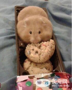 拆家三巨头番外篇：别看我小 我也是拆迁办毕业的