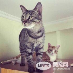 早出晚归的程序员如何在一个租的12平的小房间里养一只猫？