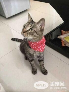 早出晚归的程序员如何在一个租的12平的小房间里养一只猫？