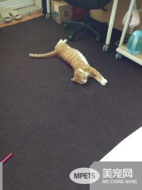 早出晚归的程序员如何在一个租的12平的小房间里养一只猫？