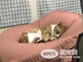 早出晚归的程序员如何在一个租的12平的小房间里养一只猫？