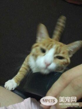 早出晚归的程序员如何在一个租的12平的小房间里养一只猫？