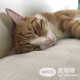 早出晚归的程序员如何在一个租的12平的小房间里养一只猫？