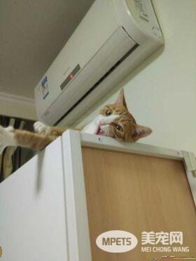 早出晚归的程序员如何在一个租的12平的小房间里养一只猫？