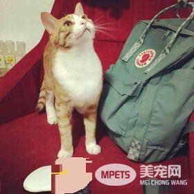 早出晚归的程序员如何在一个租的12平的小房间里养一只猫？