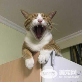 早出晚归的程序员如何在一个租的12平的小房间里养一只猫？