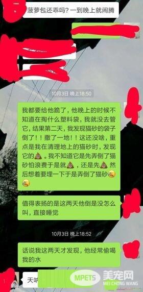 早出晚归的程序员如何在一个租的12平的小房间里养一只猫？