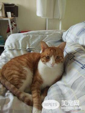 早出晚归的程序员如何在一个租的12平的小房间里养一只猫？