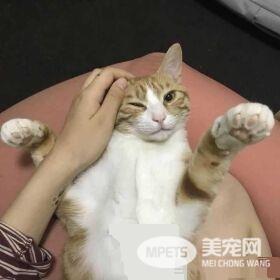 早出晚归的程序员如何在一个租的12平的小房间里养一只猫？