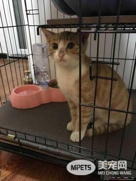 早出晚归的程序员如何在一个租的12平的小房间里养一只猫？