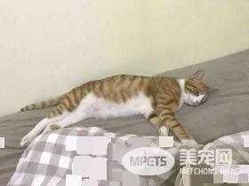 早出晚归的程序员如何在一个租的12平的小房间里养一只猫？