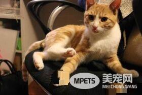 早出晚归的程序员如何在一个租的12平的小房间里养一只猫？