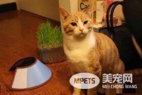 早出晚归的程序员如何在一个租的12平的小房间里养一只猫？