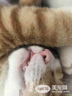 早出晚归的程序员如何在一个租的12平的小房间里养一只猫？