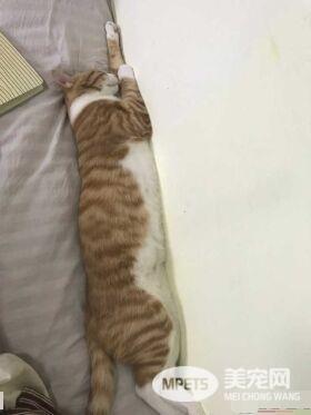 早出晚归的程序员如何在一个租的12平的小房间里养一只猫？