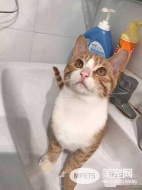 早出晚归的程序员如何在一个租的12平的小房间里养一只猫？