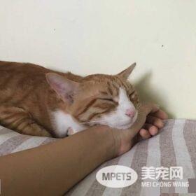 早出晚归的程序员如何在一个租的12平的小房间里养一只猫？