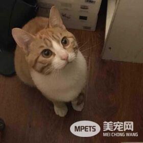 早出晚归的程序员如何在一个租的12平的小房间里养一只猫？