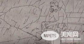 这只小猫的意外出现，却改变了一个美国大兵的一生，我也想要一只