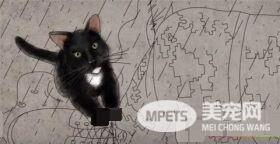 这只小猫的意外出现，却改变了一个美国大兵的一生，我也想要一只