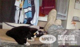 这只小猫的意外出现，却改变了一个美国大兵的一生，我也想要一只