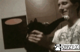 这只小猫的意外出现，却改变了一个美国大兵的一生，我也想要一只