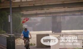 这只小猫的意外出现，却改变了一个美国大兵的一生，我也想要一只