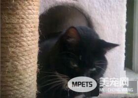 这只小猫的意外出现，却改变了一个美国大兵的一生，我也想要一只