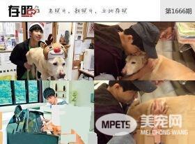 这些明星养的宠物 莫文蔚为离世宠物猫做唱片