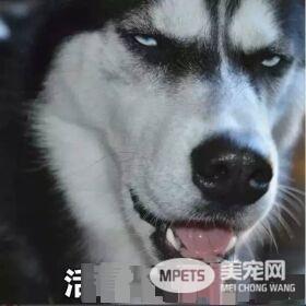 军犬与一般的狗都有啥区别？从“吃”就可看出来