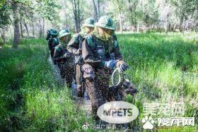 军犬与一般的狗都有啥区别？从“吃”就可看出来