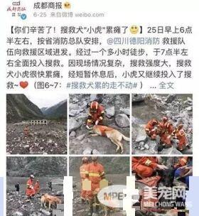 军犬与一般的狗都有啥区别？从“吃”就可看出来