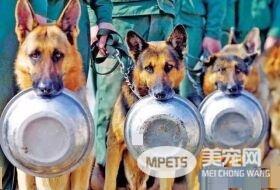 军犬与一般的狗都有啥区别？从“吃”就可看出来