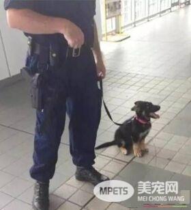军犬与一般的狗都有啥区别？从“吃”就可看出来