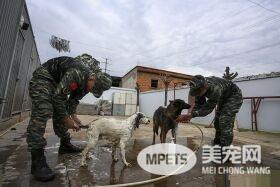 军犬的故事 看无声战友的“有言”独白