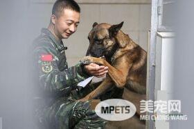 军犬的故事 看无声战友的“有言”独白