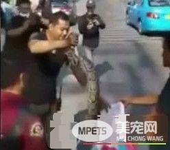 蟒蛇竟也会怕冷 3公尺长巨蟒钻引擎盖取暖