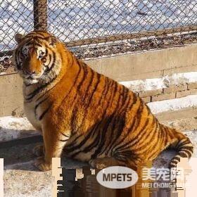 每逢佳节胖三斤 东北虎肥成海狮趴地