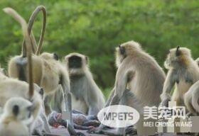 母猴不小心摔死机器猴宝宝 猴群竟围绕它默哀