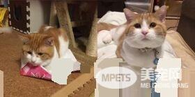 巨大腊肠猫硬是要塞进去 纸盒最后受不了自爆了