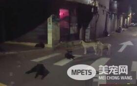 受训猎犬咬死流浪猫 只听指令攻击指定目标