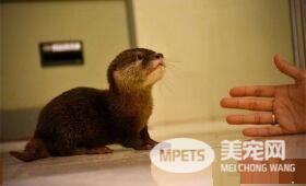 无良猎人拆散水獭母子 竟把水獭当宠物来卖