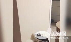 一秒操控白天黑夜 猫咪化身跳跳虎半夜玩开关