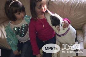比特犬被误报是危险犬种 22个月再见主人兴奋舌头洗脸
