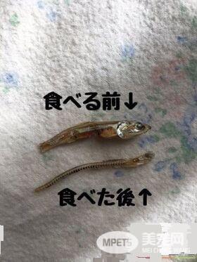 仓鼠聪明挑鱼刺 更是会餐桌礼仪吃软不吃硬