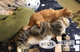 橘猫埋伏在兔子笼旁 伸手想偷捞柳丁干