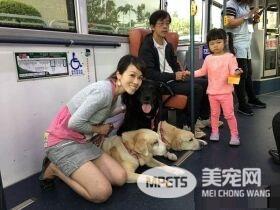 三黄金猎犬友善公交体验 乘车好奇摸摸抢合照