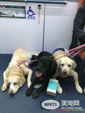 三黄金猎犬友善公交体验 乘车好奇摸摸抢合照