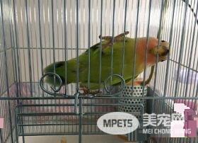 胖到肉肉溢出来 小鹦鹉被收养后变成网球