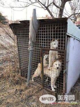 志工进屠宰场救狗 可狗狗见到人就害怕逃窜